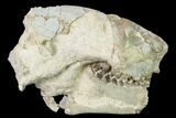 Fossil Oreodont (Merycoidodon) Skull - Wyoming #169215-1
